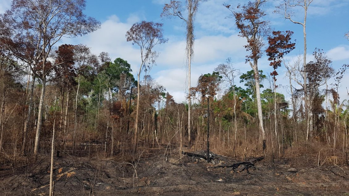 Los incendios en la Amazonía brasileña caen en primer mes de Gobierno de Lula