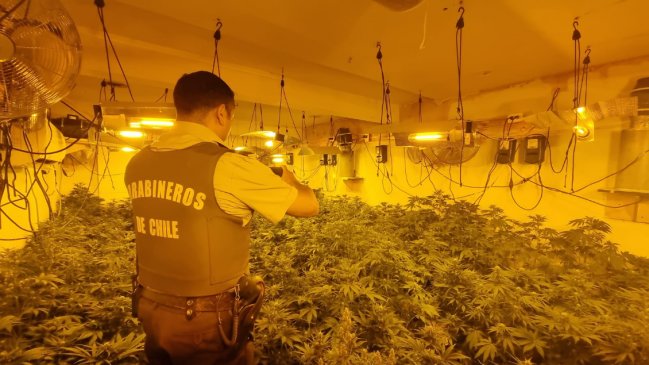 Más de 300 plantas de marihuana fueron encontradas en una casa en Pudahuel