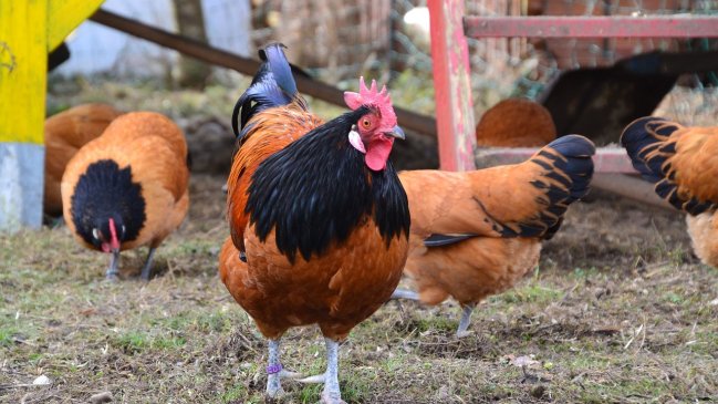 Confirman primer caso de influenza aviar en gallinero de traspatio en la Región de Atacama