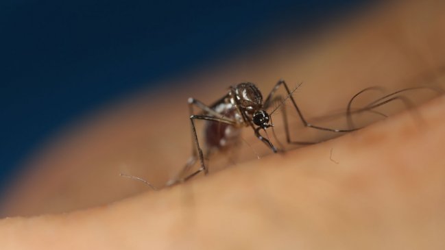  Perú emite alerta epidemiológica por incremento de casos de dengue  
