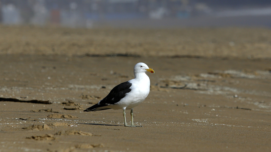 SAG confirmó primer caso de influenza aviar en la Región de Los Lagos