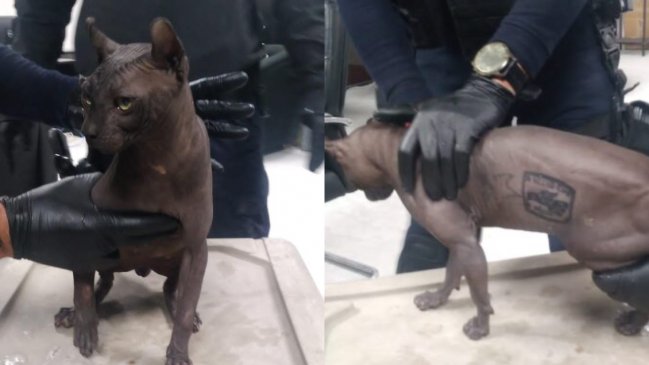 Maltrato animal: Rescatan a un gato tatuado de una cárcel de México