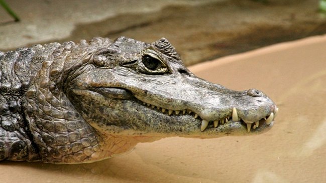 Trozos de ciervo y caimán fueron incautados en el Paso Chacalluta