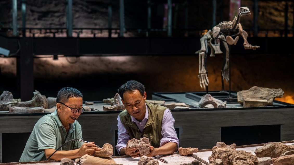 Fósiles chinos desvelan rápida recuperación marina tras evento de extinción