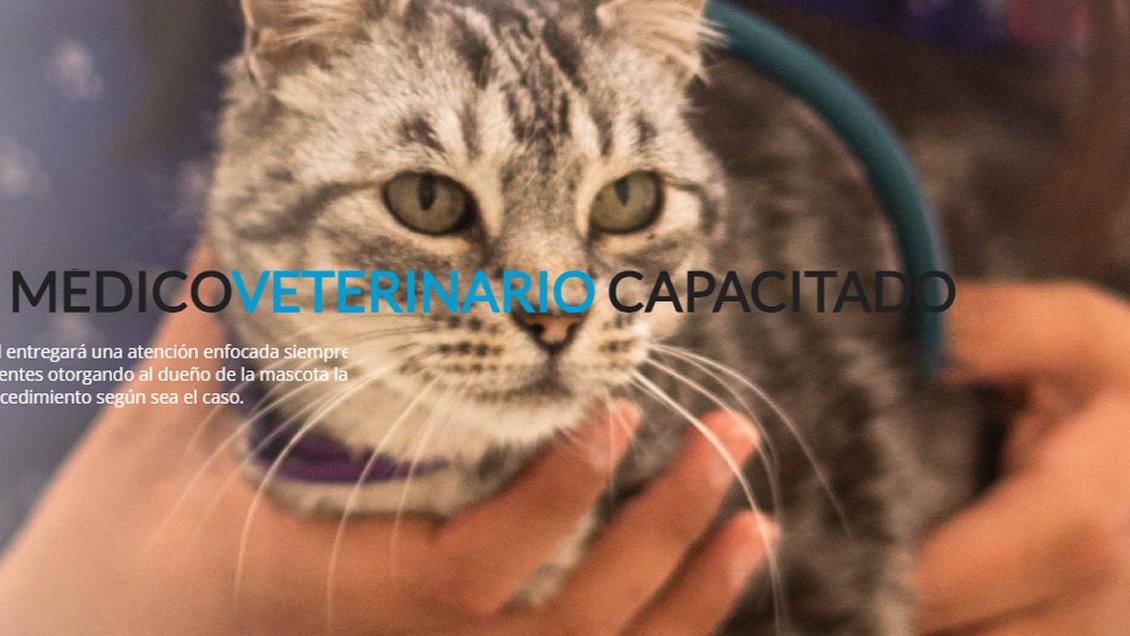 Clínica veterinaria deberá pagar cuatro millones de pesos por extravío de un gato
