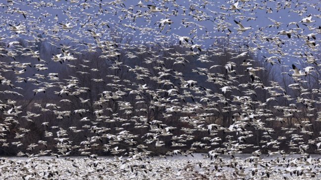 Argentina decreta emergencia sanitaria nacional por caso de gripe aviar en el norte