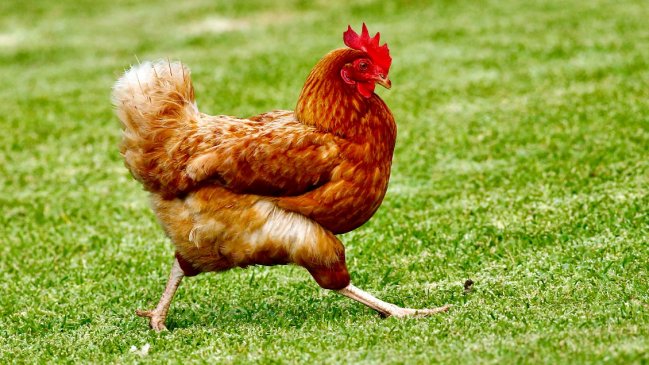  Hombre murió tras ser atacado por una gallina en Irlanda  