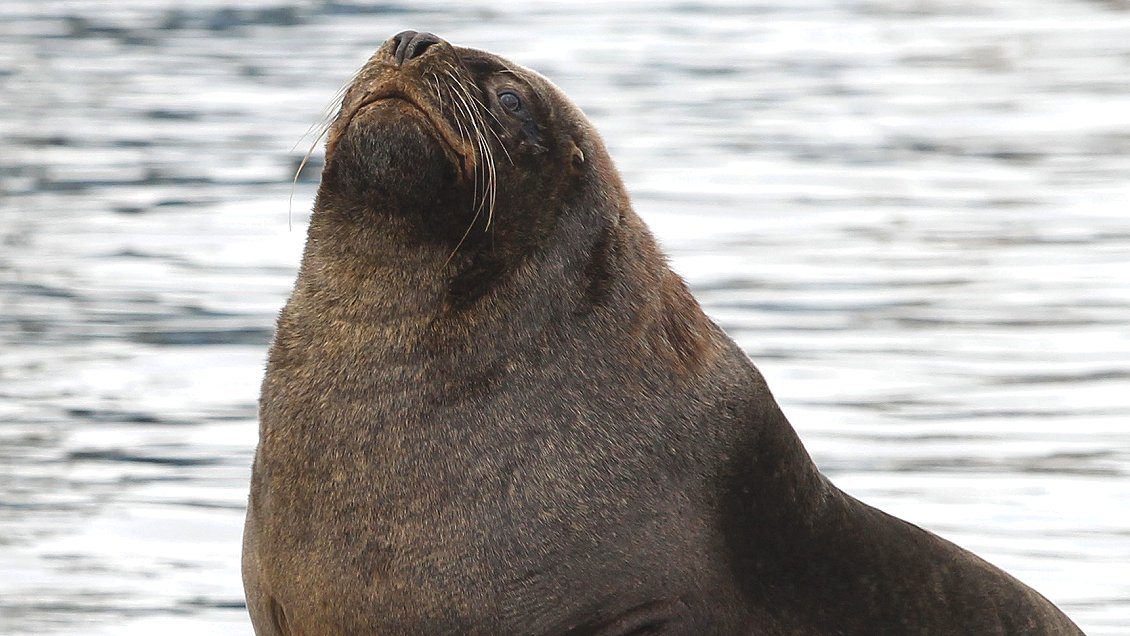 Primer caso de influenza aviar en un lobo marino en Chile