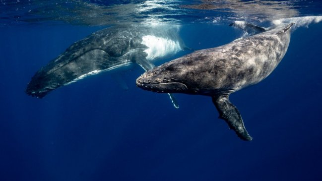  Las ballenas cambian el canto por la lucha para competir por el amor  