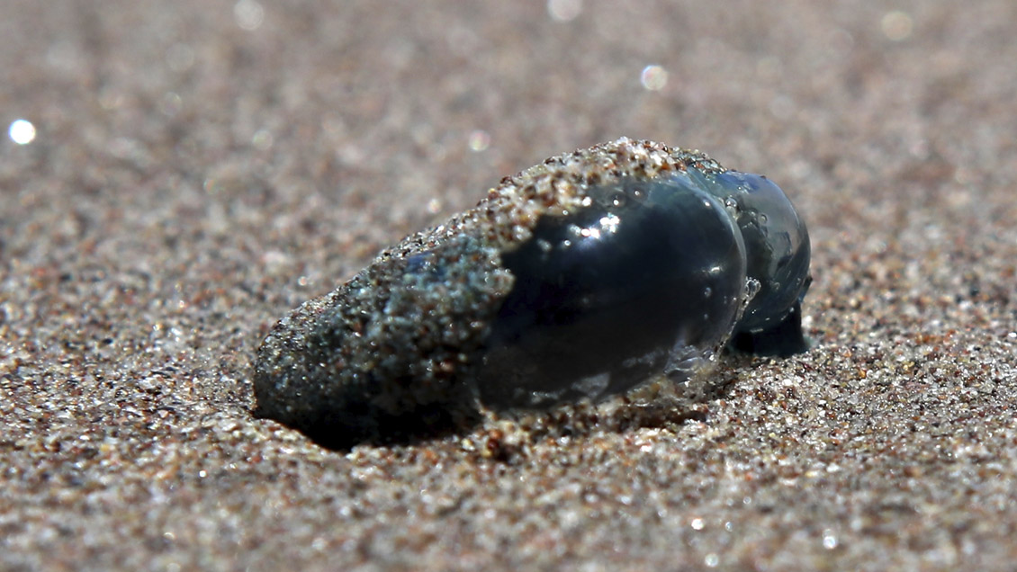 Atacama: Ordenan cierre de Playa Blanca y Puerto Viejo por fragata portuguesa