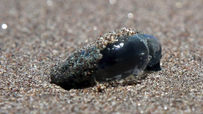 Atacama: Ordenan cierre de Playa Blanca y Puerto Viejo por fragata portuguesa