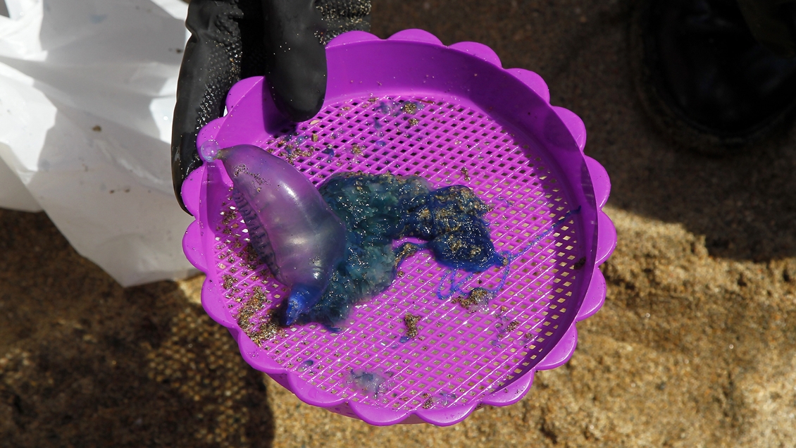 Ordenan el cierre de playa Cachagua por presencia de fragata portuguesa