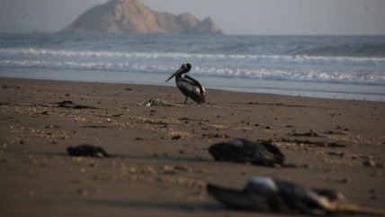  Sernapesca: Si ve a un animal enfermo no lo toque, no lo mueva, no lo traslade; llámenos  