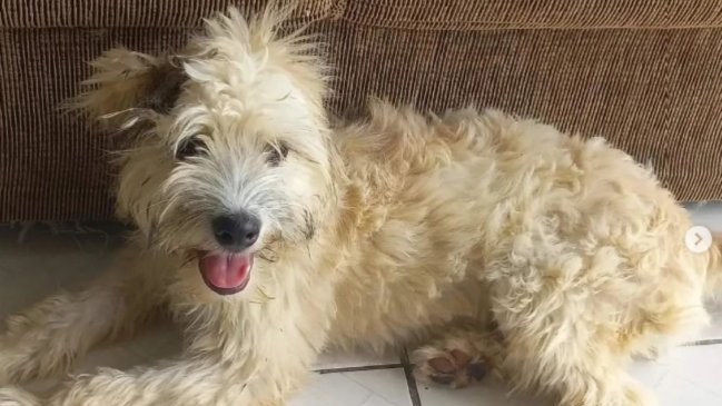 Compró un sofá de segunda mano y encontró a una perrita abandonada en su interior