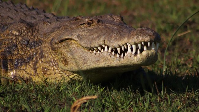 Un caimán mató a una mujer de 85 años que paseaba a su perro en Florida