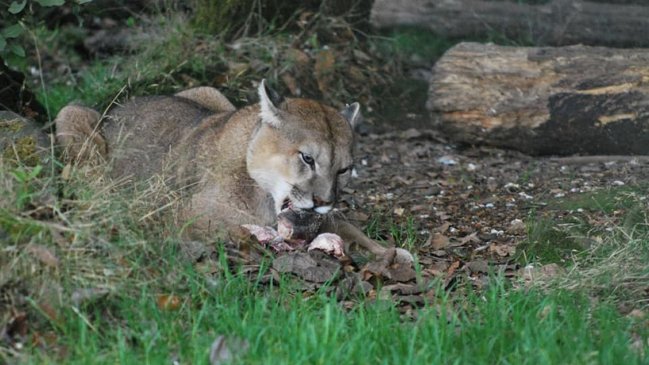 Animales de parque que cerró en Puerto Varas fueron trasladados