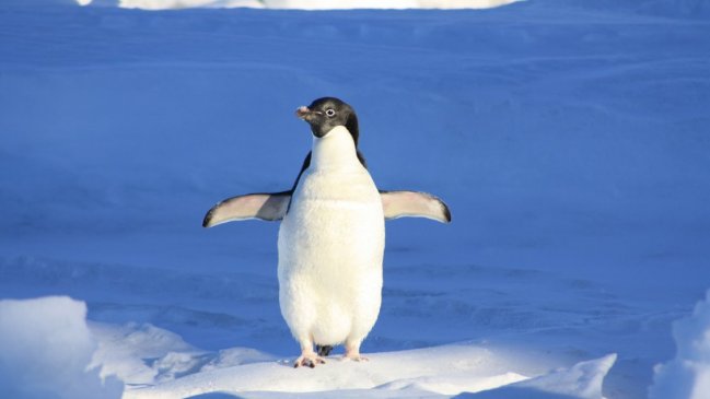  Hallan indicios de la separación entre la Antártica y Sudamérica en fósiles de pingüinos  