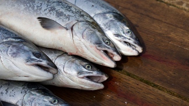 SMA abrió procesos sancionatorios contra dos salmoneras por sobreproducción en áreas protegidas