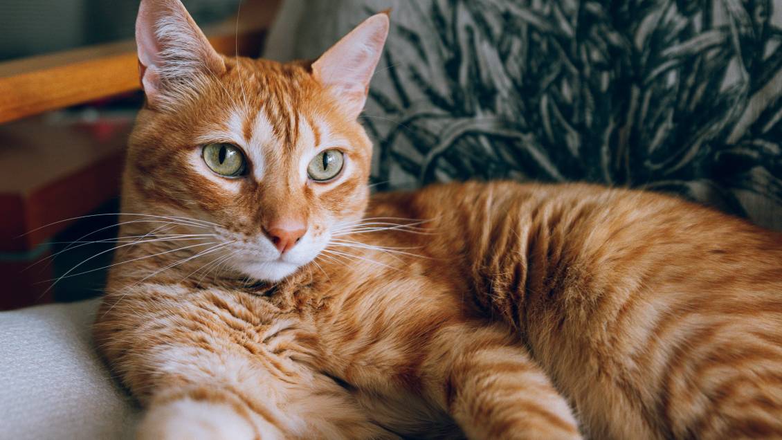 Brasil prohíbe uso de animales vertebrados en pruebas de industria cosmética