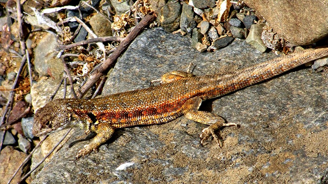 Dos generadoras de energía y una minera arriesgan millonarias multas medioambientales