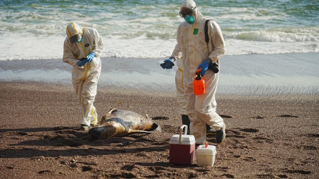 OMS: Todas las variantes de gripe aviar tienen cierto potencial pandémico