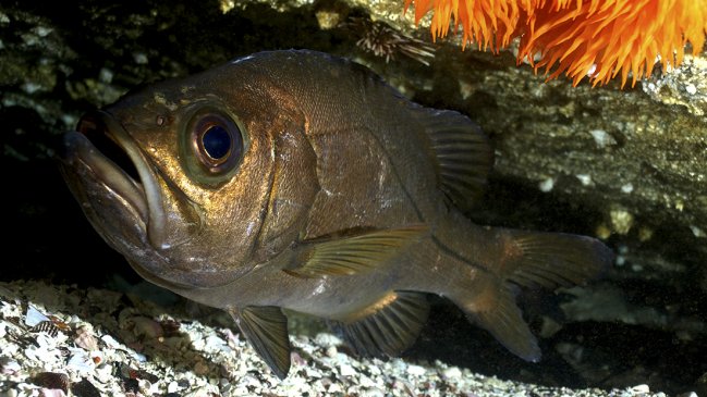 Ya se han recuperado 22.000 salmones que escaparon de centro de cultivo