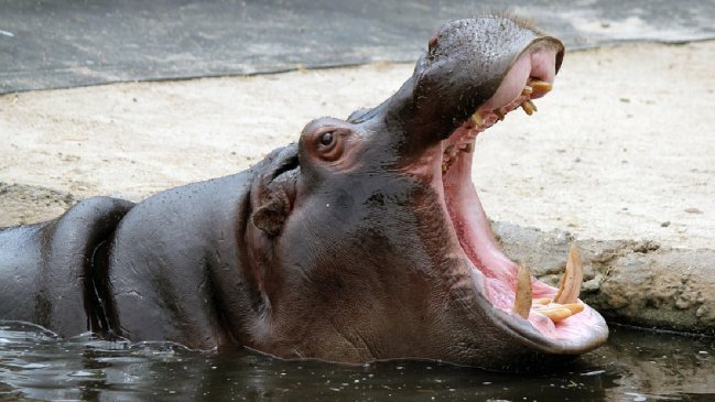 Colombia planea enviar los hipopótamos de Pablo Escobar a México, India y Ecuador