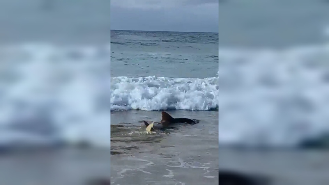 Playa brasileña registró dos ataques de tiburones en 24 horas