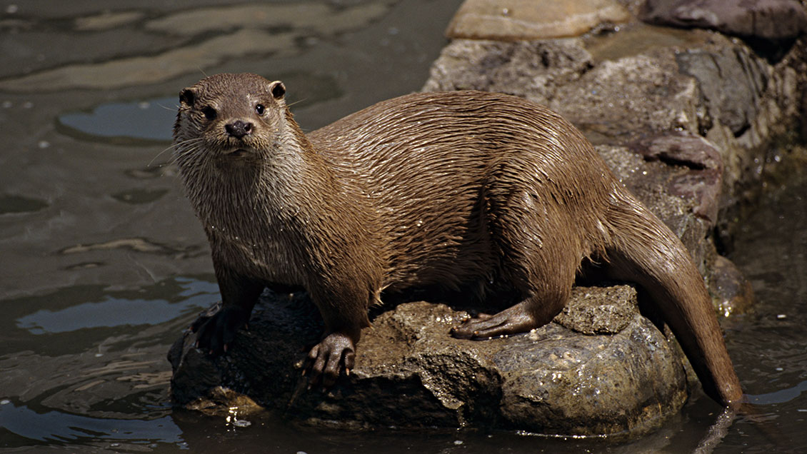 Sernapesca detectó primer caso de influenza aviar en un chungungo