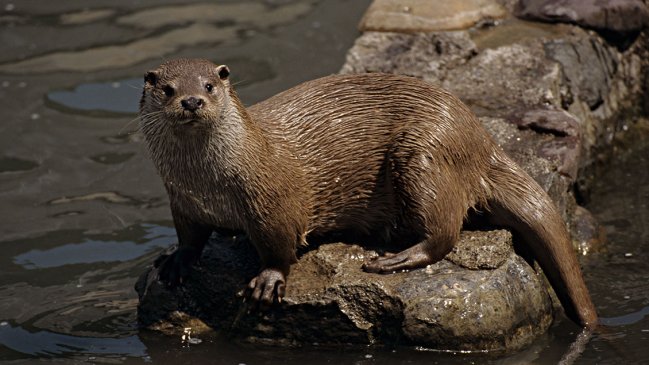 Sernapesca detectó primer caso de influenza aviar en un chungungo