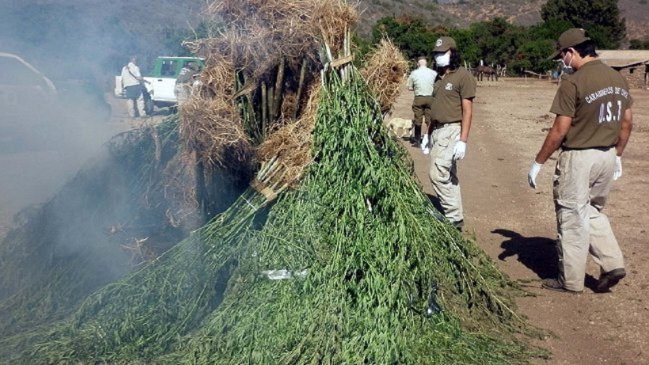 Carabinera resultó herida durante quema controlada de marihuana en Ovalle