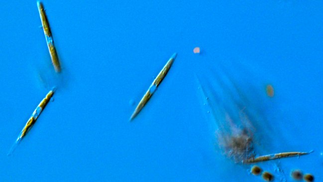 Detectan presencia desconocida de especies neurotóxicas en Magallanes