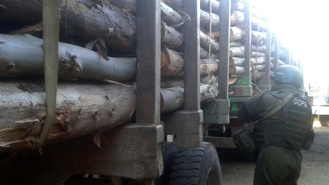 Robo de madera: Formalización de red detenida en Contulmo seguirá mañana