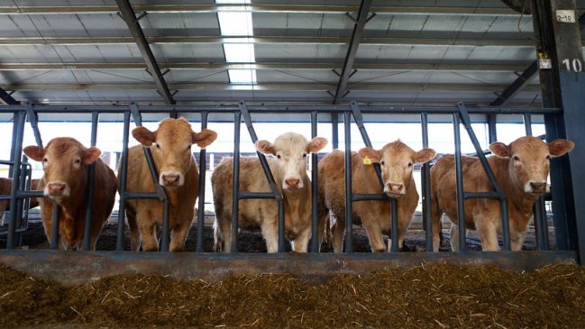 Equipo chino mejora tecnología de cría genómica de animales