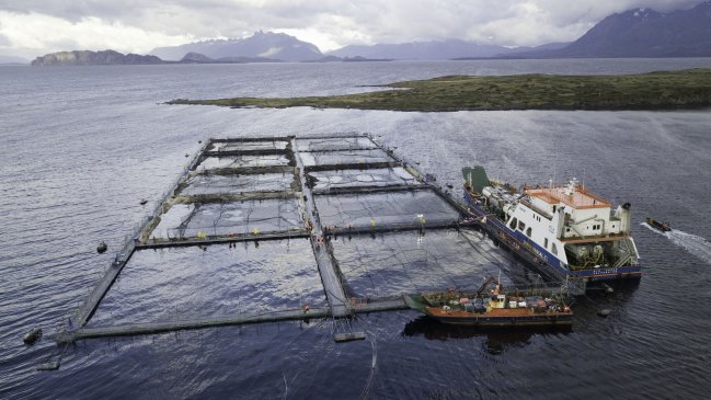 Greenpeace denuncia a empresa noruega por matanza de lobos marinos en Magallanes