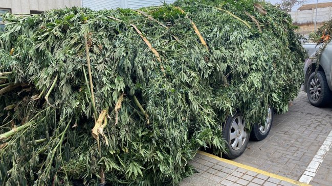 Marihuana avaluada en $49.900 millones fue incautada en quebradas de Los Vilos