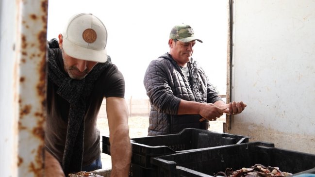 Acuicultura de pequeña escala de Tongoy contará con planta de hidrolavado para ostiones