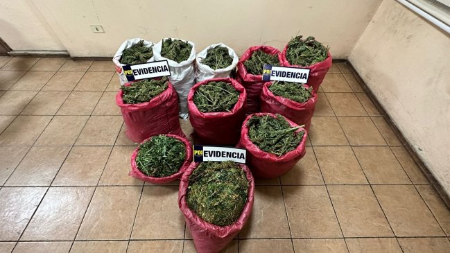 Incautan 90 kilos de marihuana listos para ser comercializados en Los Vilos