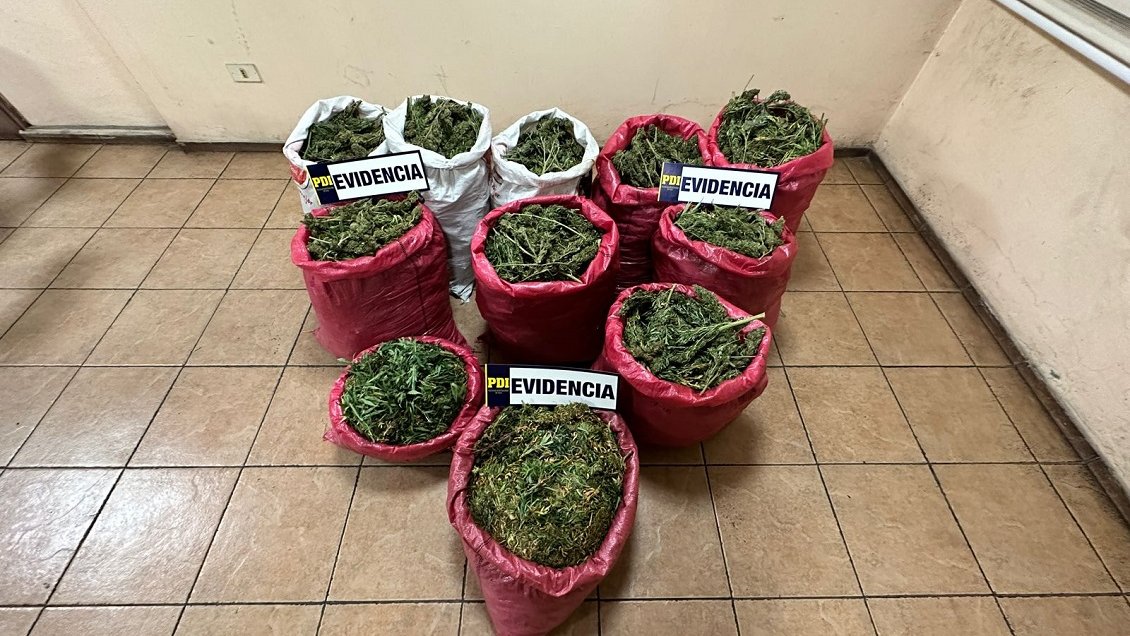 Incautan 90 kilos de marihuana listos para ser comercializados en Los Vilos