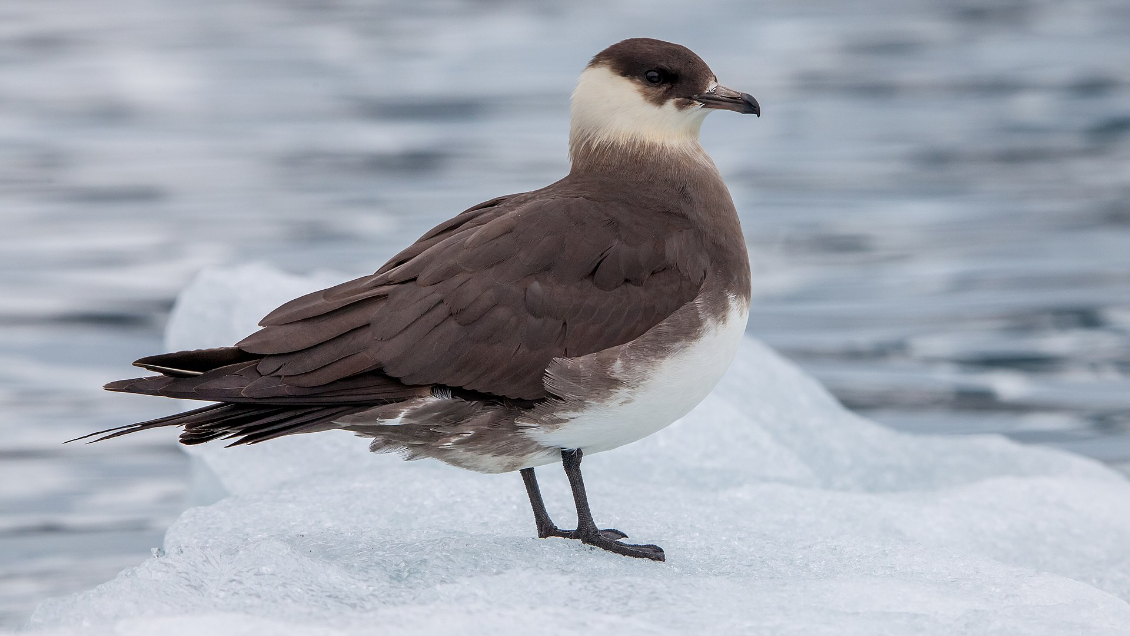 Aves marinas no se reproducen por tormentas extremas en la Antártica