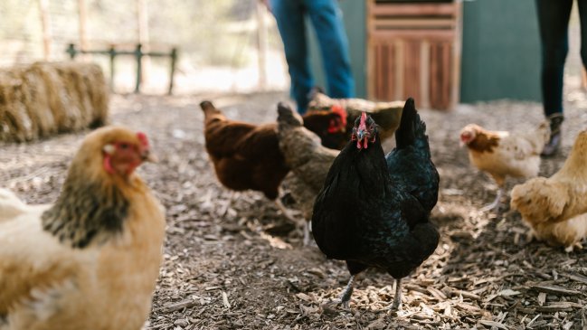 Confirman primer caso de influenza aviar en planta de Agrosuper en Rancagua