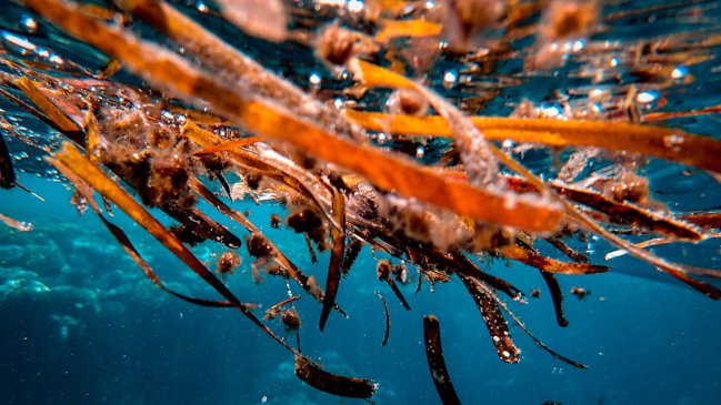 Masa gigante de algas tóxicas se acerca a la costa Florida