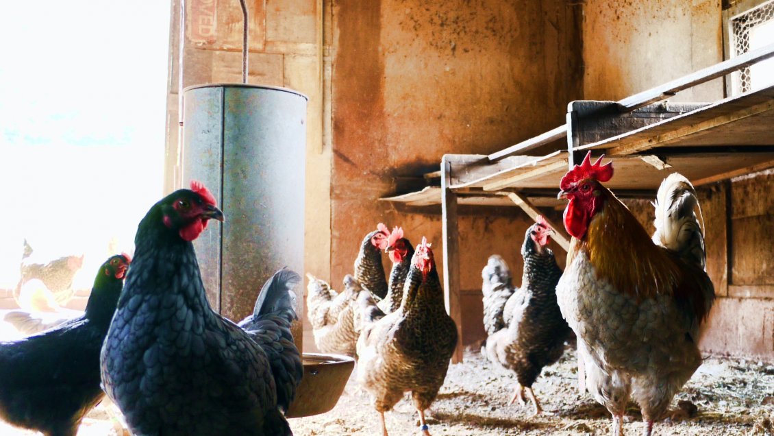 SAG: Si la gripe aviar entró a la planta de Agrosuper es porque algo falló