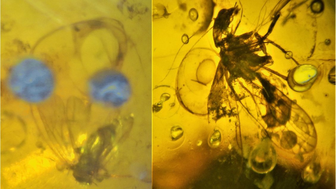 Entomólogo chileno descubrió el chinche de ojos grandes más antiguo del mundo