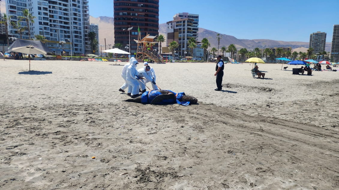 Más de 700 animales marinos han varado muertos por la influenza aviar en las costas chilenas