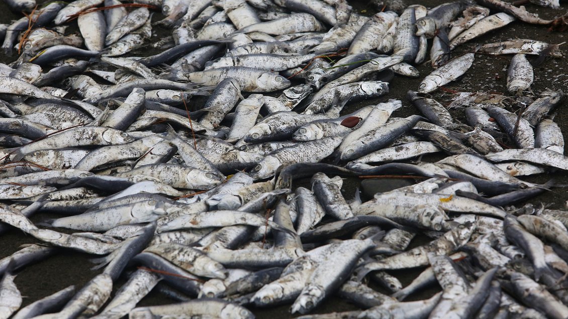 Fetidez de pescado podrido hace sufrir a habitantes de Talcahuano