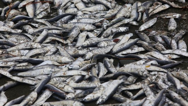 Fetidez de pescado podrido hace sufrir a habitantes de Talcahuano