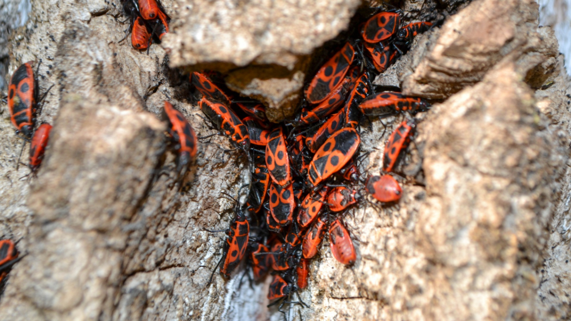 Alcaldesa de Las Condes solicita a SAG pronunciarse ante el aumento de chinches de arce