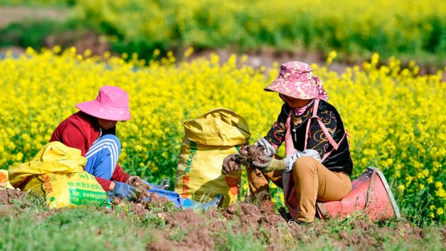 China refuerza apoyo para consolidar logros de reducción de pobreza