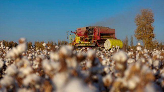 Industria algodonera de China promoverá desarrollo de alta calidad